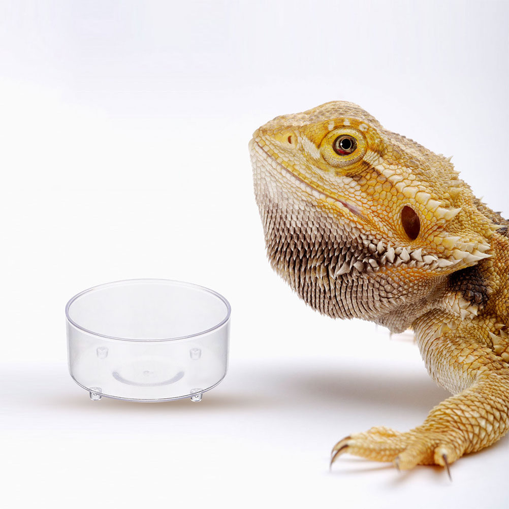 Water Dish Reptile - 10 Stück Acryl-Reptilien-Futterschale, Fütterungsbehälter, Wasserschale, Behälter,
