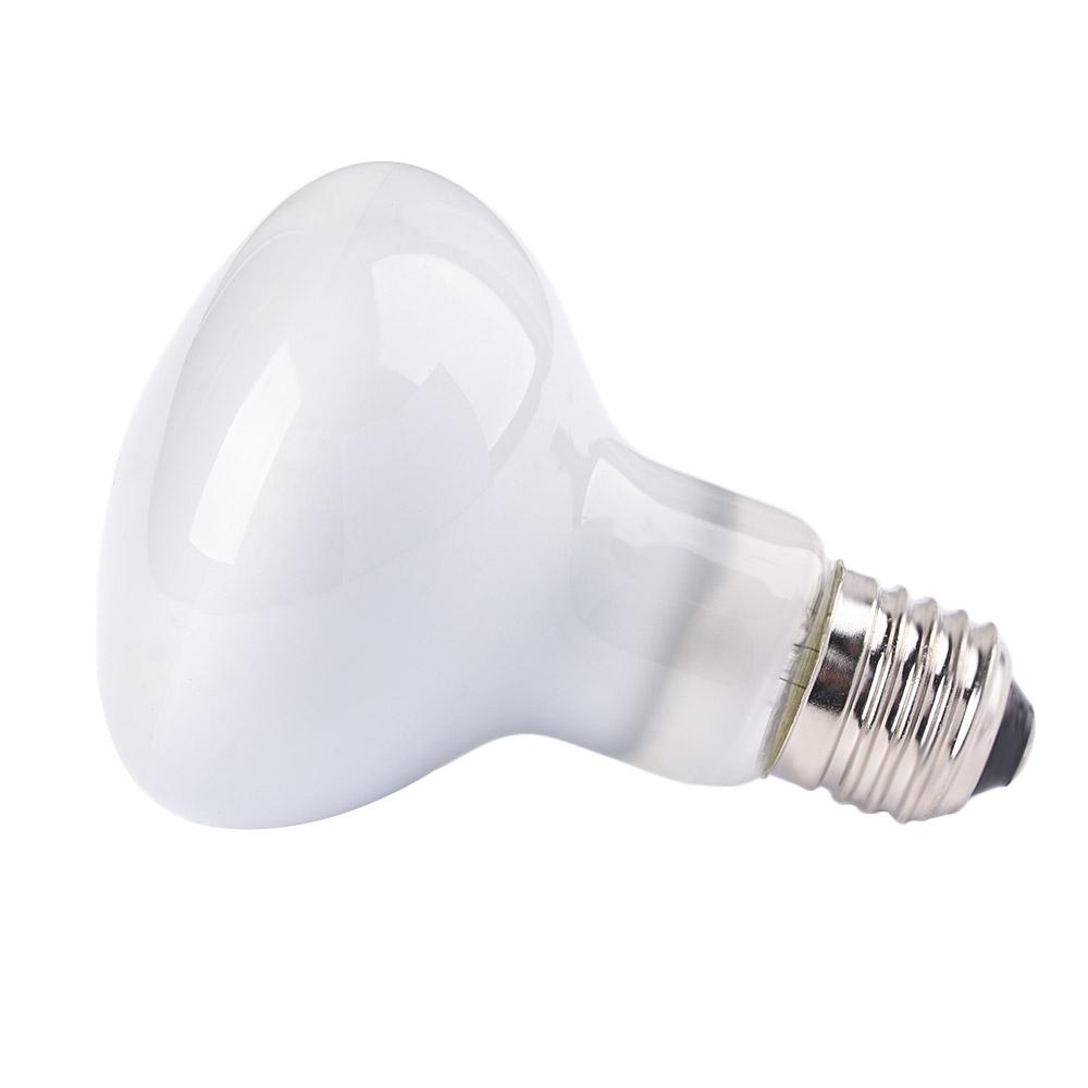 Amphibien-Temperaturregler Wär – Basking Bulb Halogen Bewertung und Preis