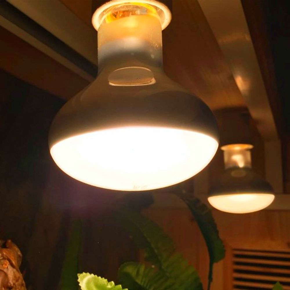 Amphibien-Temperaturregler Wär – Basking Bulb Halogen Bewertung und Preis