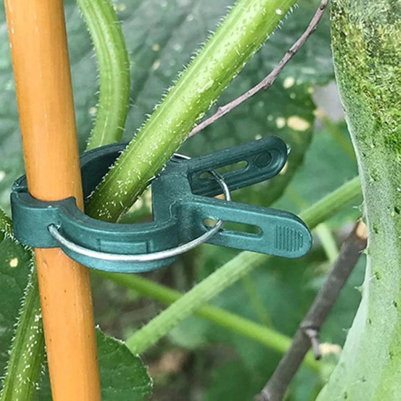 Pflanzenbefestigungsclips Wied – Vine Climbing Plastic Bewertung und Preis