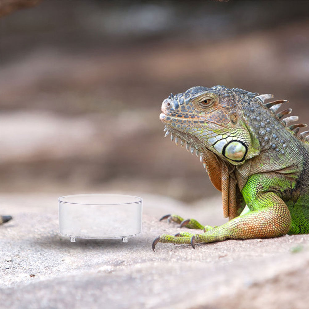 10 Stück Acryl-Reptilien-Futte – Water Dish Reptile Bewertung und Preis