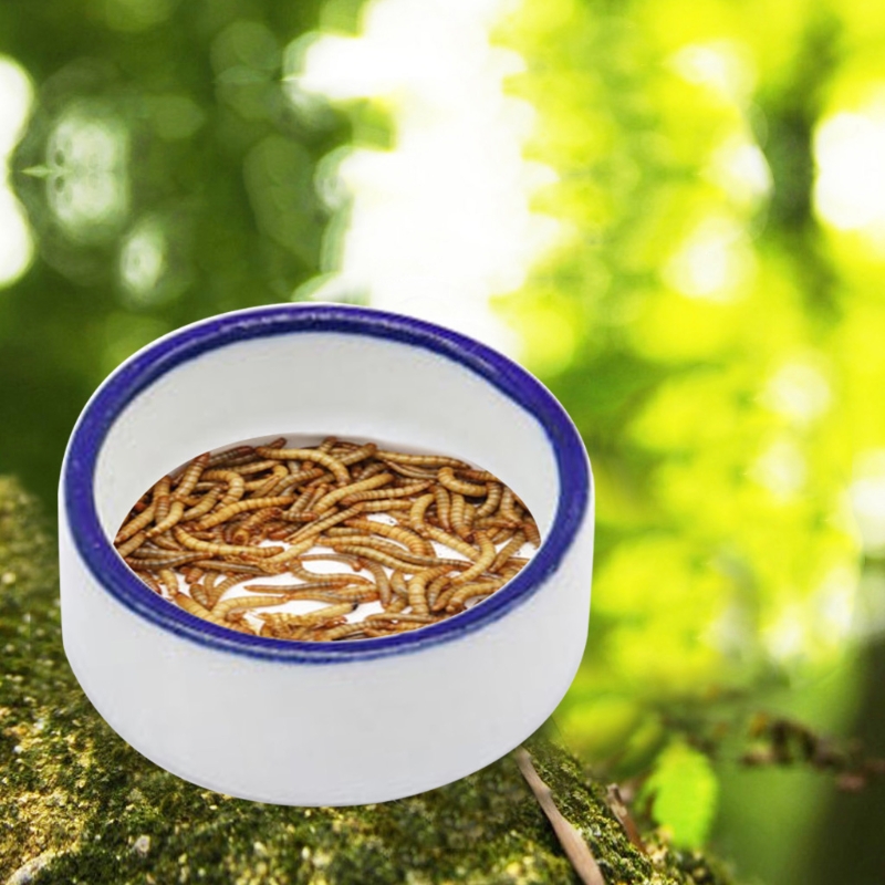 Reptil Schüssel Spinne Wasser  – Water Dish Reptile Bewertung und Preis